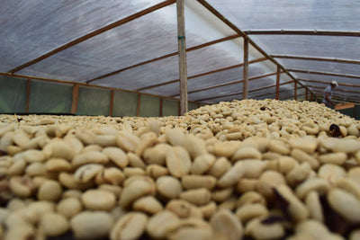 Verwerkingsproces van koffie