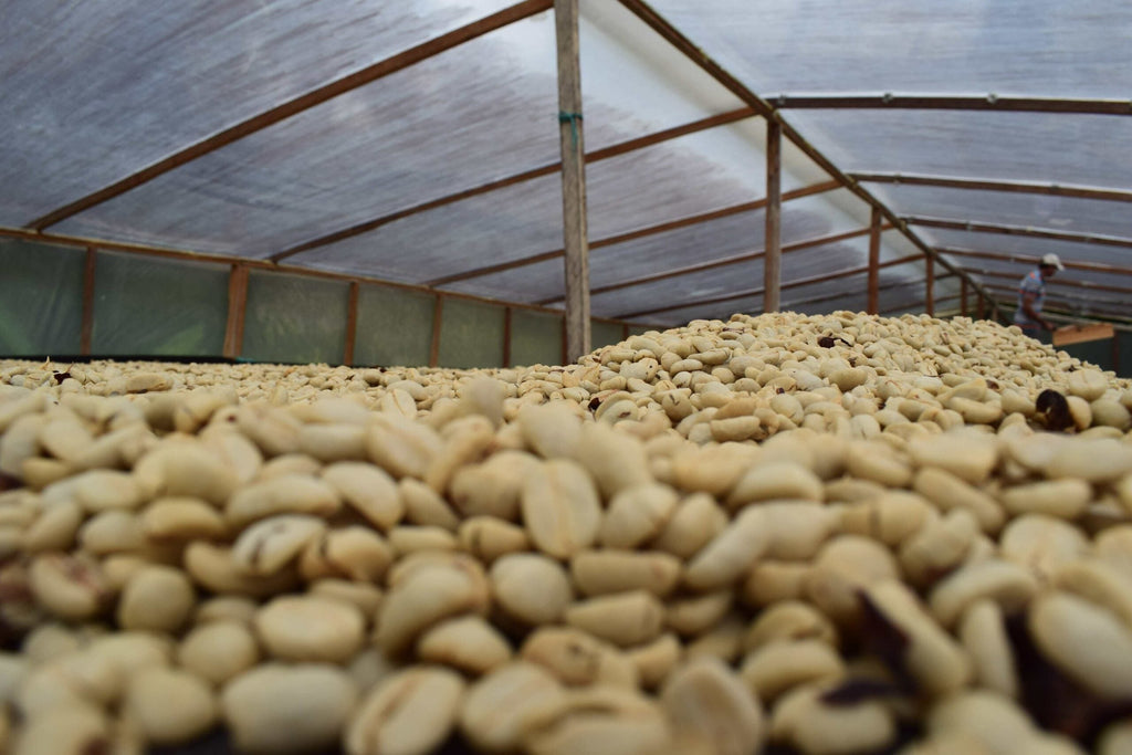 Verwerkingsproces van koffie