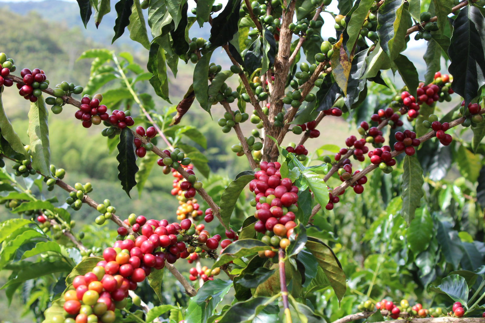 Koffie abonnement