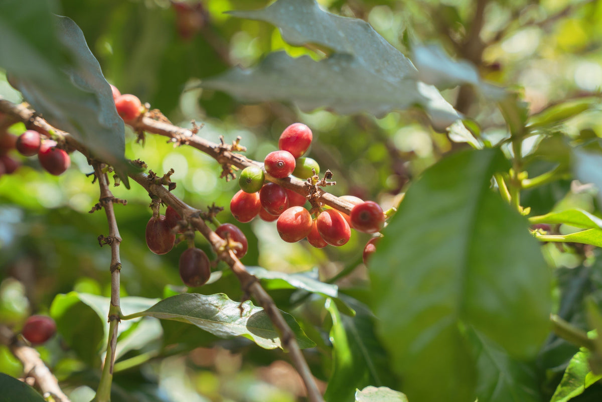 Wat is specialty coffee?