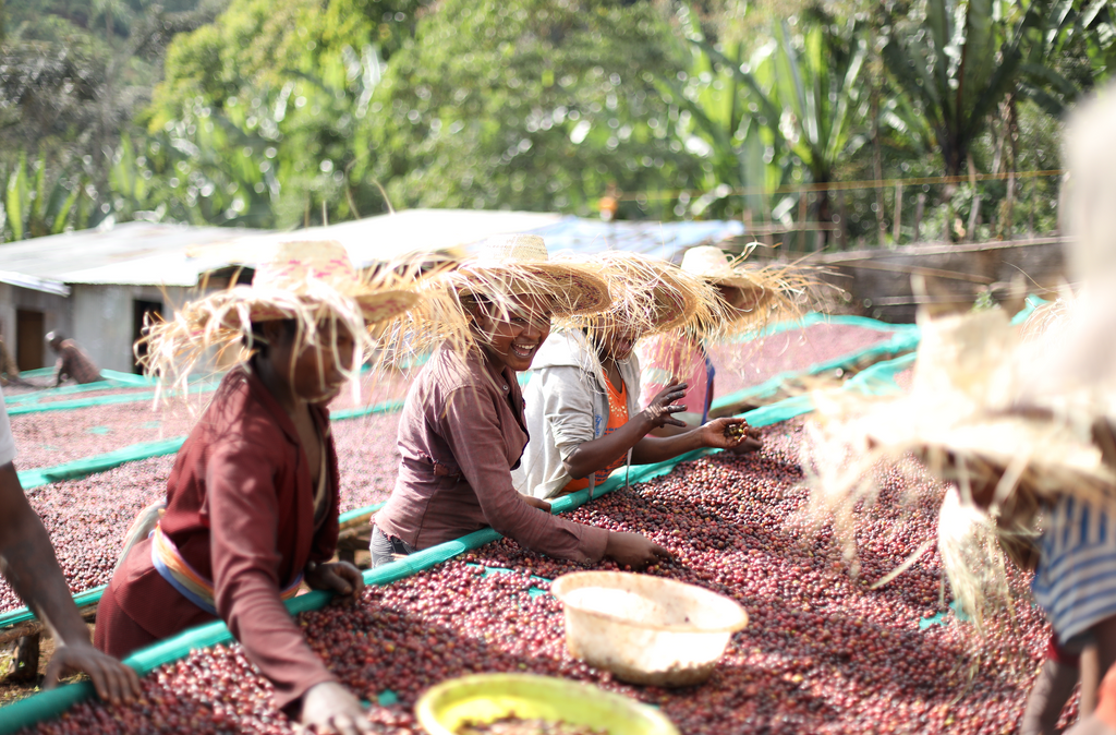 Verwerkingsproces van koffie