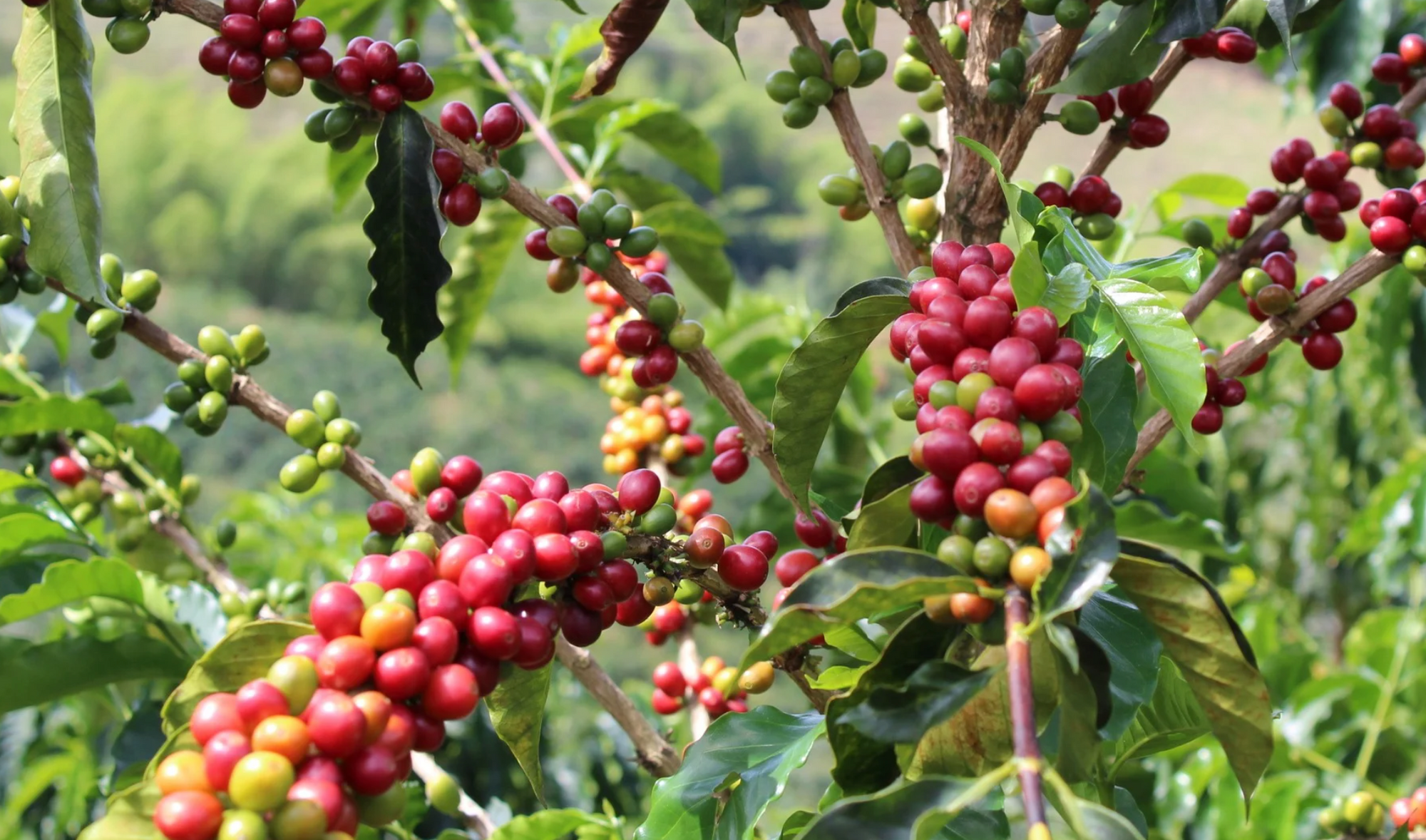 rode koffiebessen aan de koffieplant